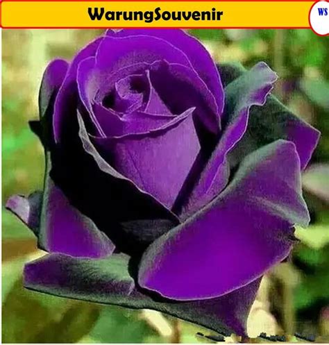 Rare Purple Dragon Rose Seeds 50 Pcs Flowering Plants Etsy Rose