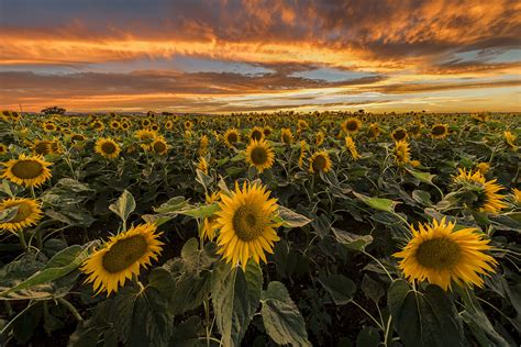 Cara tambah follower instagram menggunakan termux. Five Sunflower Fields to Visit in New England