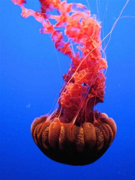 Red Jellyfish Swimming On The Deep Blue Sea Monterey
