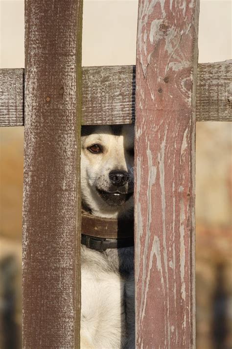 17 Dog Behind Fence Free Stock Photos Stockfreeimages
