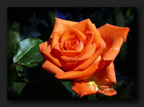 We did not find results for: Bright orange sunny rose photo & image | plants, fungi ...