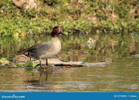 Eurasian Teal Or Common Teal Stock Image Image Of Migratory Duck
