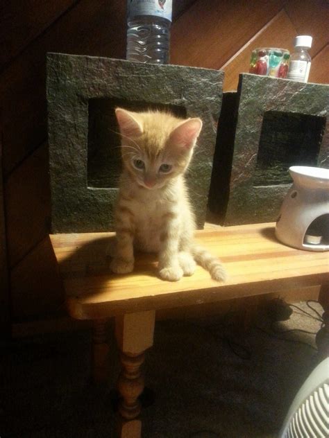 Ginger Male Kittens Ready To Go To A Good Home For Sale Nsw Sydney West