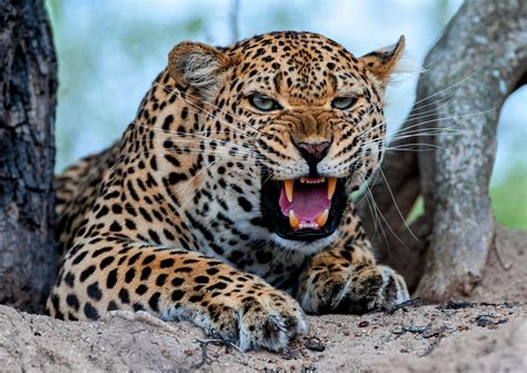 Large Carnivore Attacks Are Increasing As Human Impacts Expand