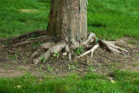 Exposed Shallow Tree Roots Above Ground Plant And Flower Stock