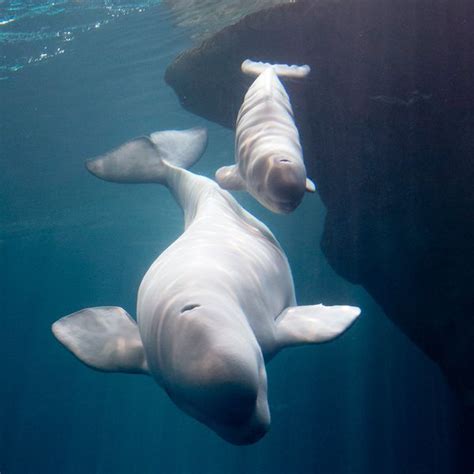 Its A Girl Shedd Aquariums Bouncing Baby Beluga Makes Public Debut