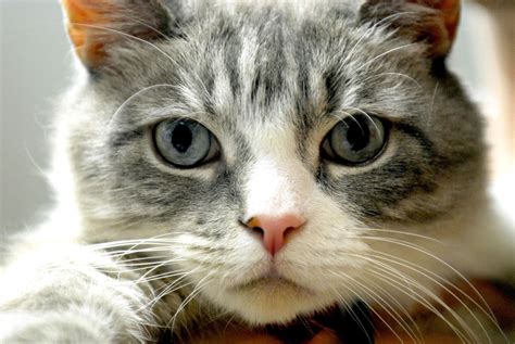 Gray And White Cat Breeds Cats Blog