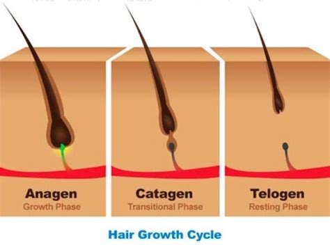 If your armpit hair is thinner or shorter than you won't be able to drastically change your hair growth cycles, however, there are many things you can do to slightly stimulate hair growth. How much does hair grow, on average, in a month? - Quora