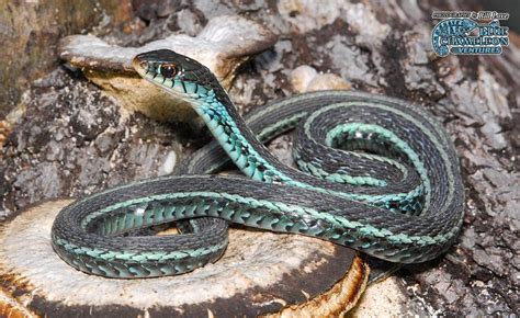 Florida Blue Garden Snake Reptiles Amphibians Tortoises Pinterest
