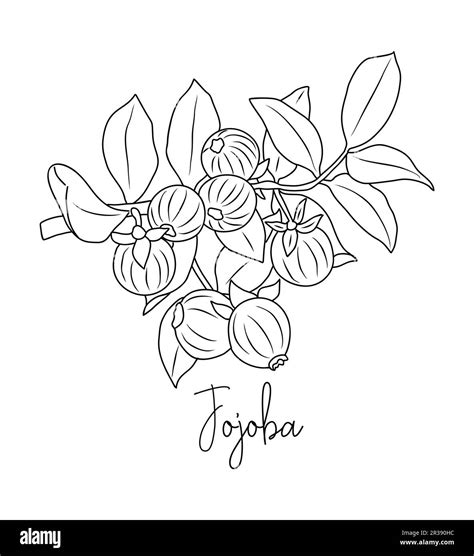 Jojoba medicinal, cosmetic herb line art vector Stock Vector Image