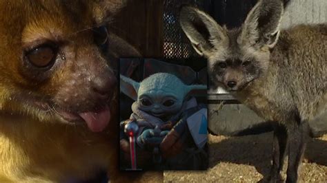 Meet The Voices Behind Baby Yoda Parkbench