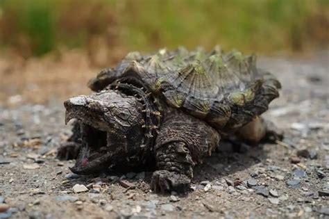 Baby Snapping Turtle Complete Care Guide And Breed Info Fishkeeping