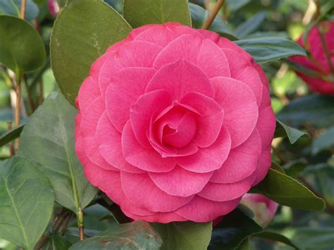Camellia Flowering Shrubs Aylett Nurseries