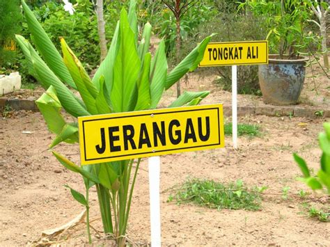 Kepayang, perak, batu gajah, 31300 gopeng, perak, malaysia. Taman Herba Papan Perak - menarikdi.com