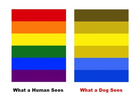 Dog Vision Color Chart Dogjullle