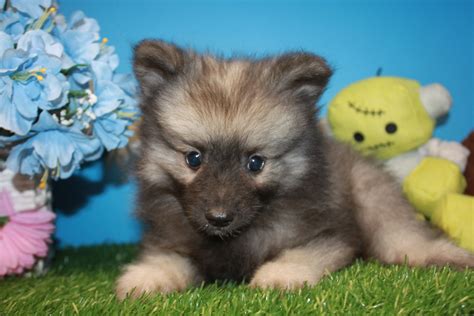 Keeshond Puppies For Sale Long Island Puppies