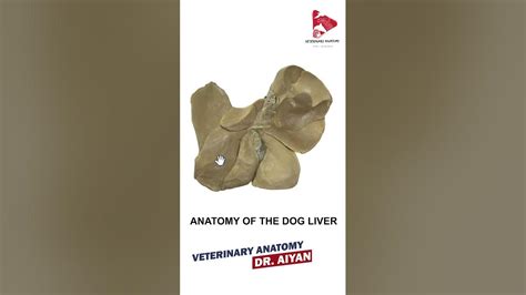 Dog Liver 3d Anatomy Dr Aiyan Youtube
