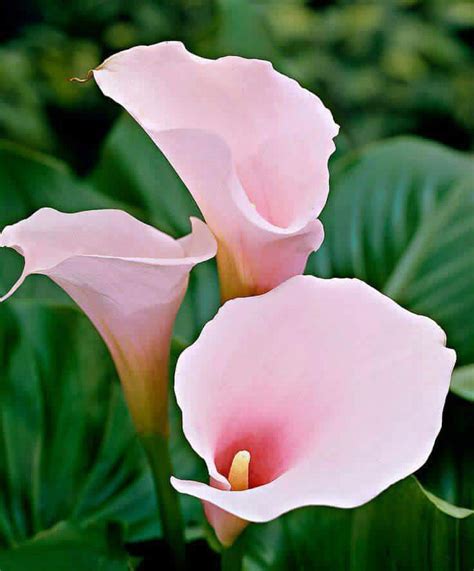 Beautifull Calla Lily Flowers Lily Flower Pink Calla Lilies