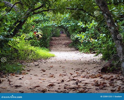 Dans Le Chemin De Jungle Image Stock Image Du Jungle 22001233