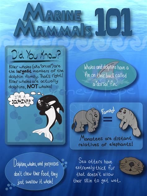 Marine Mammals 101 Infographic