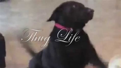 Thug Life Dogg Youtube