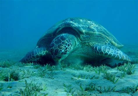 500 Free Sea Turtles And Turtle Images Pixabay
