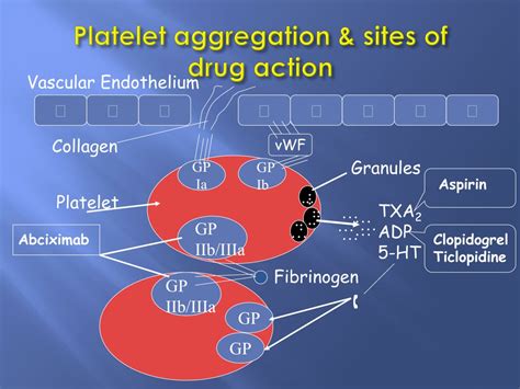 Ppt Anticoagulants And Thrombolytic Powerpoint Presentation Free