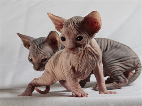 How Much Does A Sphynx Cat Cost Greater Good Sa