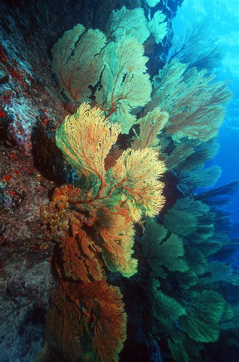 Gorgonian Sea Fans Photograph By Georgette Douwma Fine Art America