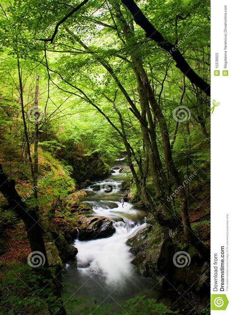 High Mountain Stream In Forest Stock Image Image Of