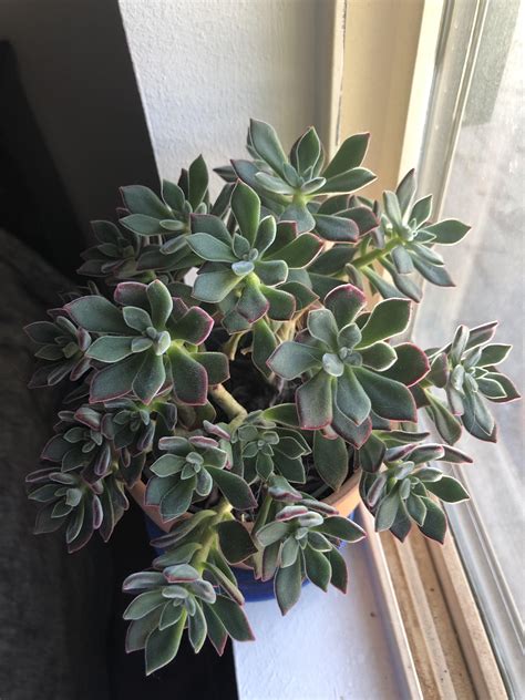 what-type-of-succulent-is-this-whatsthisplant