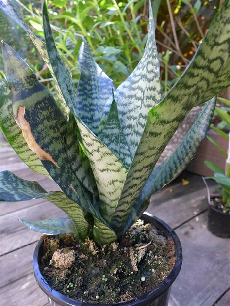 Types Of Snake Plant With Pictures Succulents Network