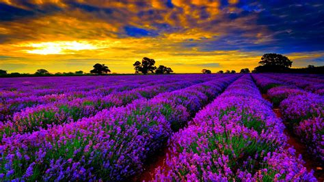 Most Beautiful Field Of Lavender Flowers Widescreen Desktop Wallpapers
