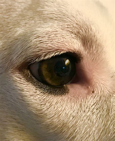 Dogs Eye In Profile Free Stock Photo Public Domain Pictures