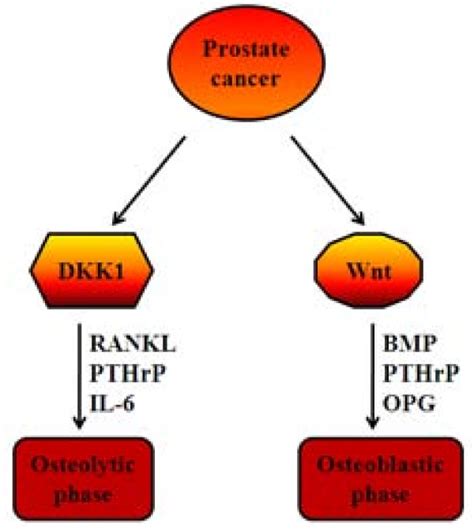Role Of The Wnt Signaling Pathway In Prostate Cancer Bone Metastasis
