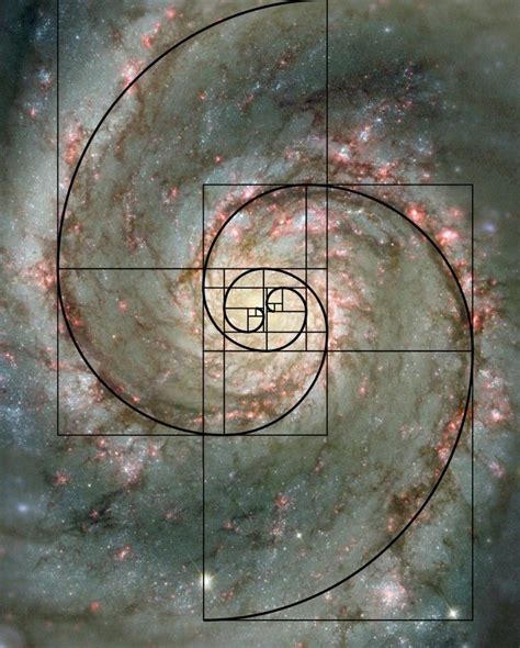 The Fabulous Fibonacci Sequence In Nature Geometry Art Sacred