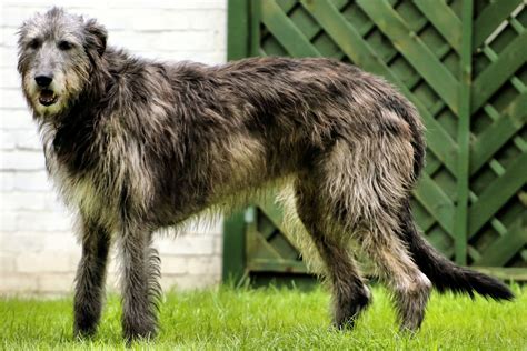 11 Facts About Irish Wolfhounds You Need To Know Pethelpful