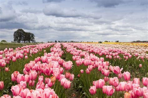 Photographing Oregon Wooden Shoe Tulip Farm