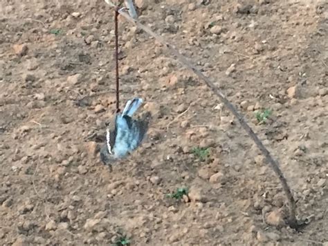 How to actually stop cats from fouling in your garden for good? How To Keep Birds Out Of A Garden