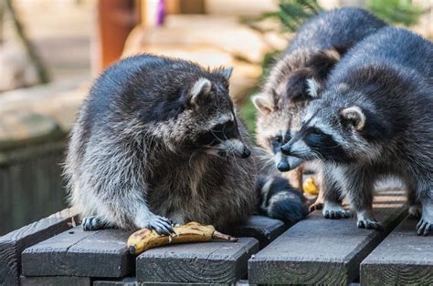 What Is The Best Way To Get Rid Of Raccoons Platinum Raccoon Removal