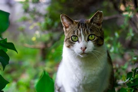 5 Misconceptions About Feral Cats