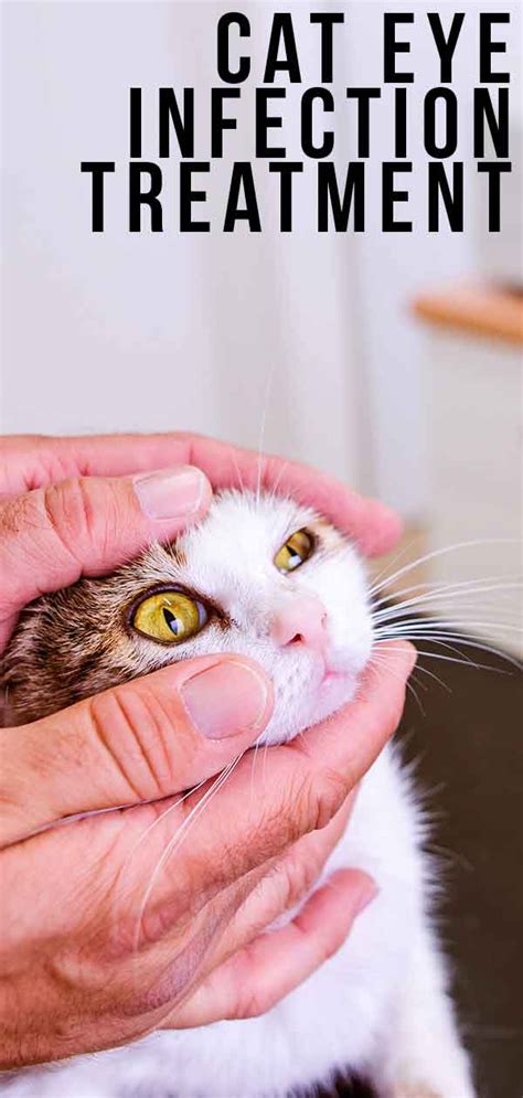 Feline Eye Infection Home Treatment Cat Meme Stock Pictures And Photos