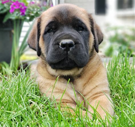 All puppy is vet check,microchip, vaccined and wormed every 2 weeks,all puppy comes with bag food,collar,toys,puppy training pads,food bowls purebred bull mastiff puppy. English Mastiff Puppies For Sale | Newmanstown, PA #276839