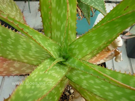 You can also use aloe vera for acne scars and spots on your skin. Aloe swynnertonii