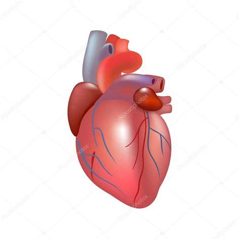 Corazón Humano Realista Aislado Sobre Fondo Blanco — Vector De Stock