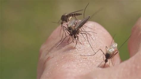 Study Yellow Fever Mosquito Has Become Resistant To Insecticide