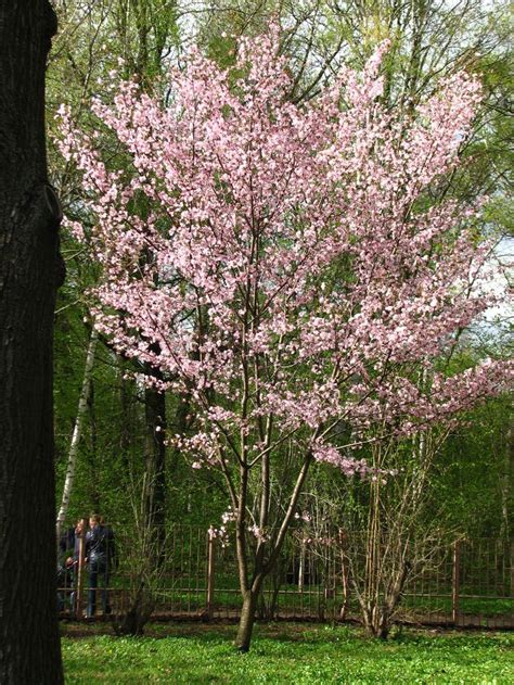 They are available as flowering deciduous trees, nonflowering deciduous trees, and even evergreens. 53 best images about Ornamental Trees for Zone 4 & 5 on ...