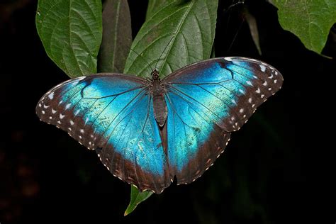 Blue Morpho Butterfly Photograph By David Freuthal