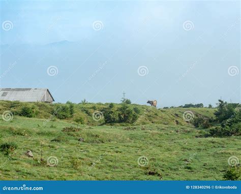 Cow Grazing In Mountain Pasture Carpathians Mountains At Summer West