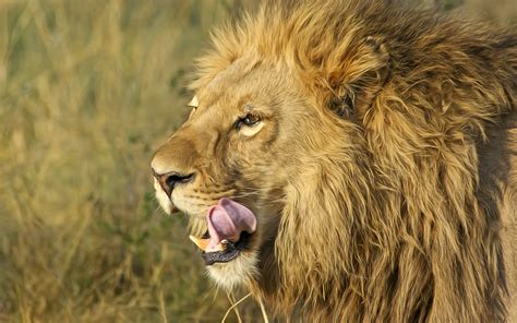 South africa a v lions preview. South African Lion, HD Animals, 4k Wallpapers, Images ...